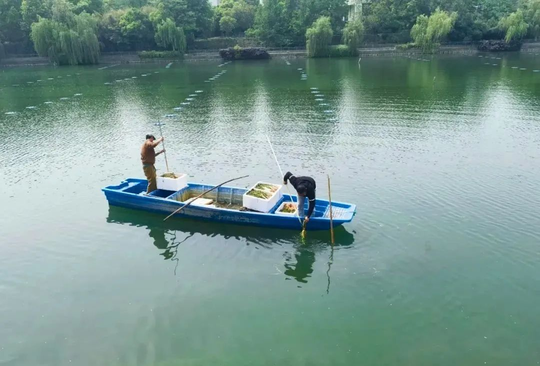 水質(zhì)好、萬物生！科技賦能助百家湖華麗蝶變