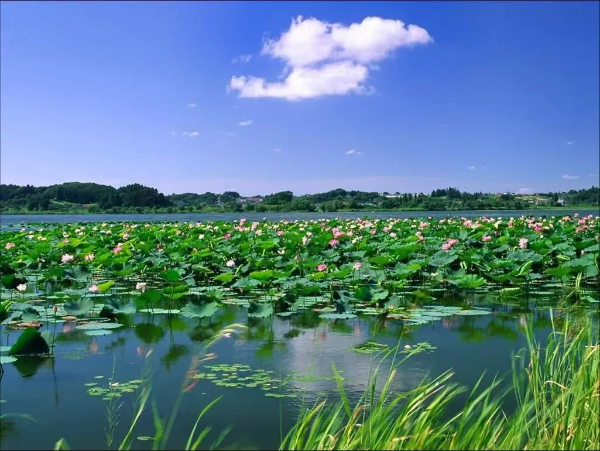 徐州市代市長沈峻峰：強調(diào)全力做好駱馬湖安全度夏和治理保護工作
